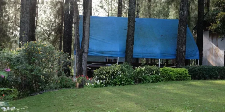Peaceful forest scene featuring a blue tarp shelter among tall trees and lush greenery