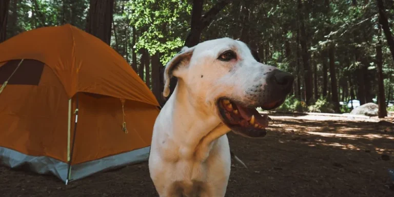 Adorable dog enjoying outdoor camping in Yosemite with tent backdrop