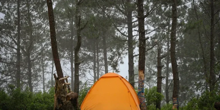 A vibrant orange tent set amidst tall trees in a misty forest